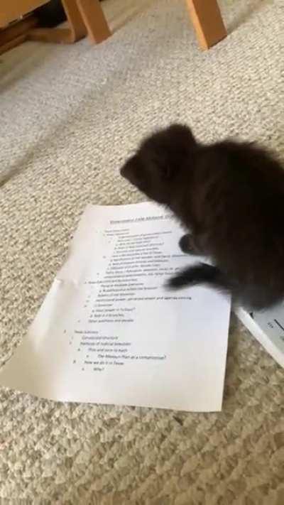 Suspect was caught red handed tampering with secret documents, to be detained in warm cuddles immediately