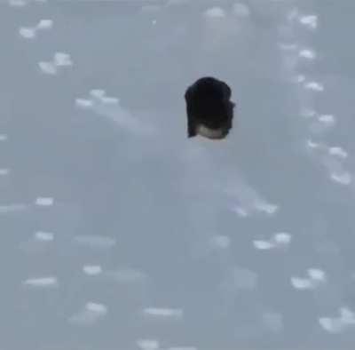 For anyone having a hard day, here’s a video of otter playing in snow to brighten your day
