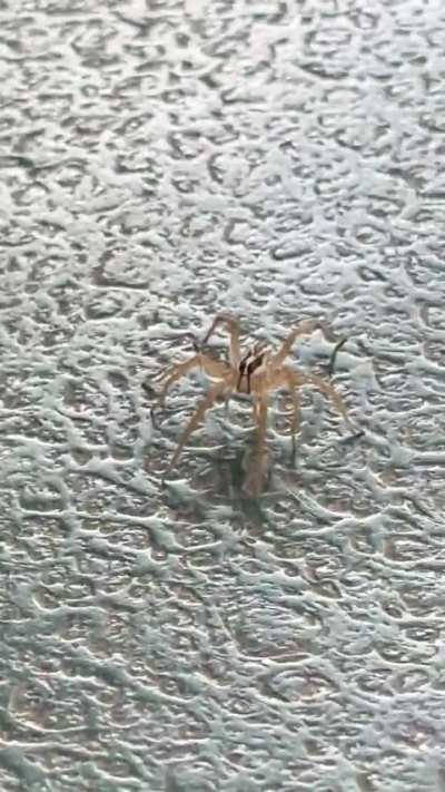 Spider running towards me 