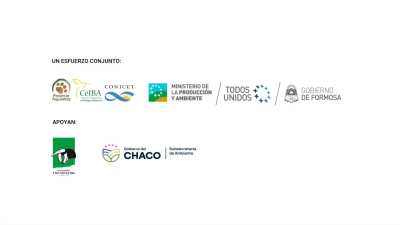 Apareció un nuevo michi en Formosa