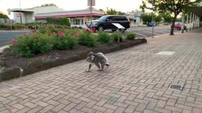 Met a Koala walking down the street in Casterton, VIC