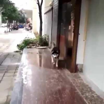 Slippery doggo froze in spacetime