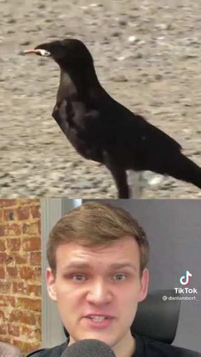 Street Cleaning Crows