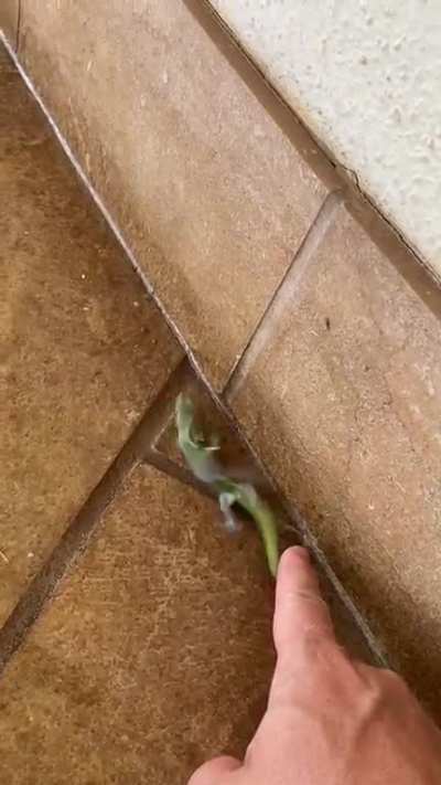 Molting lizard in Maui