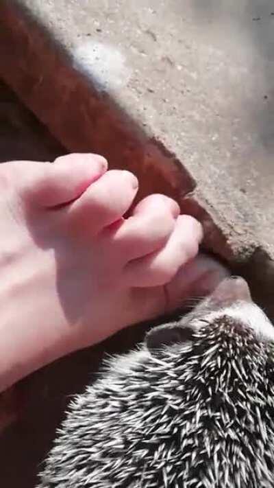 She's decided to snack on some toenail