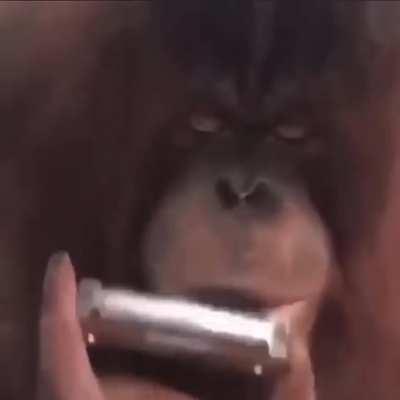 Macaquinho Travis scott