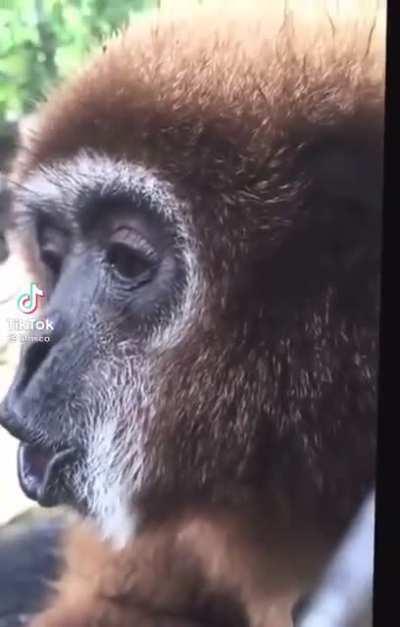 Can’t stop thinking about monke