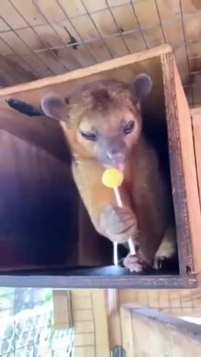 🔥This is a Kinkajou (Honey Bear) in rehab, they have a natural sweet tooth and can have processed sugar in moderation. 