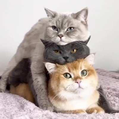 Introducing Stackable Cats