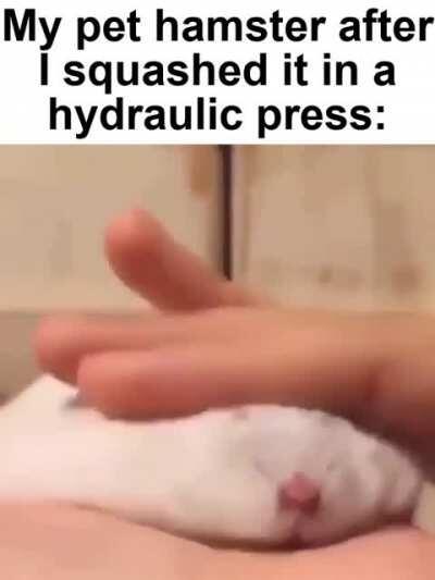 Hampter 😳😳😳