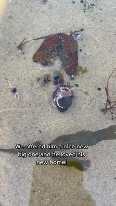Offering a new home to a hermit crab