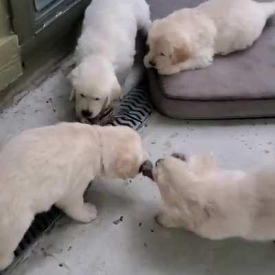 5-way Tug o' War
