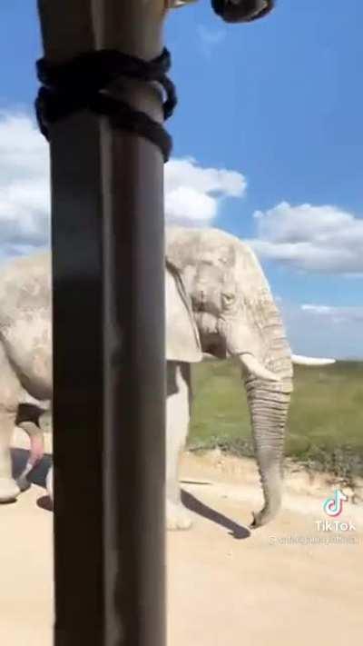 This Elephant is an Absolute Unit in multiple ways..