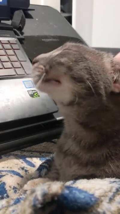 All about them ear scritches