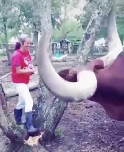 AhhhhAhhbsoulute horns!