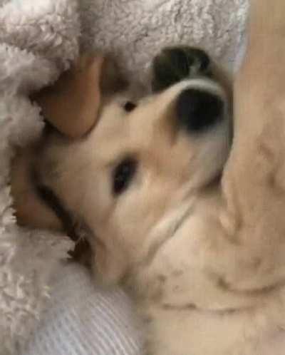 When you tell him that he is a good boy