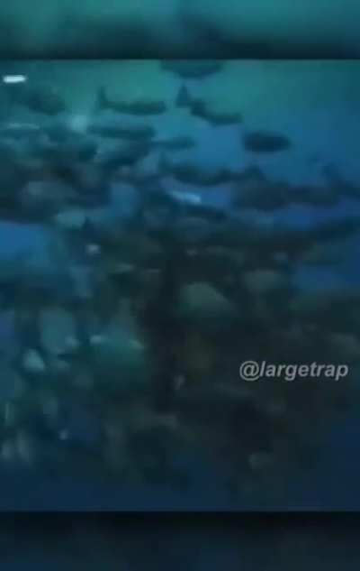 Big Monkee got Big PP