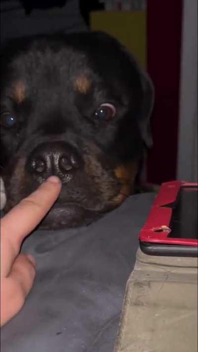 Rottweilers. Absolutely terrifying dogs