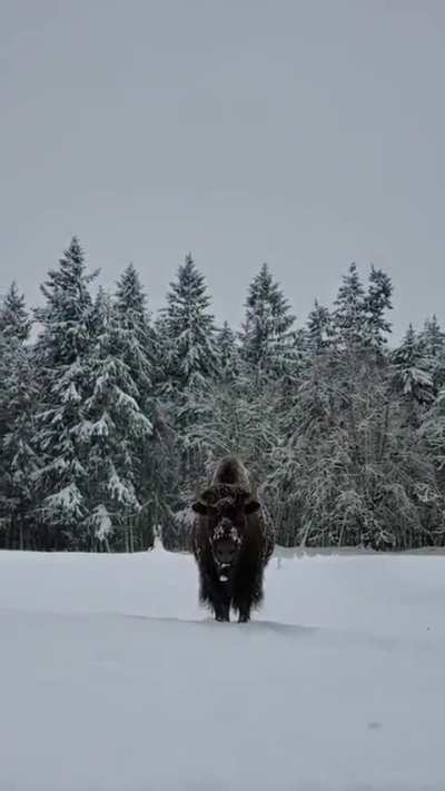 🔥 The size of an adult bison