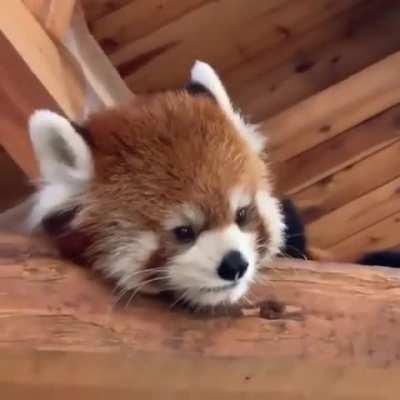 Those little guys are so cute!