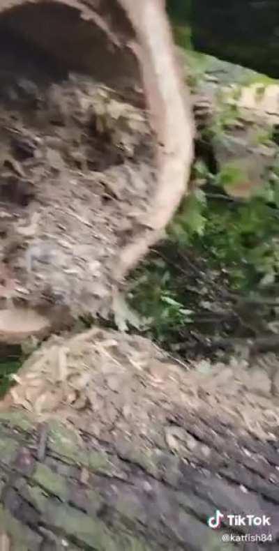 Baby raccoon found in a chopped down tree