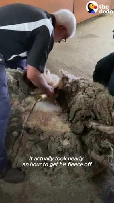 Sheep lost in forest for 5 years gets about 80 pounds wool removed !