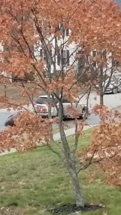 Found one in the wild!