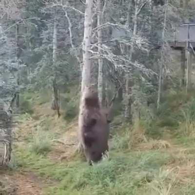 🔥 Chonk of a bear having a scratch