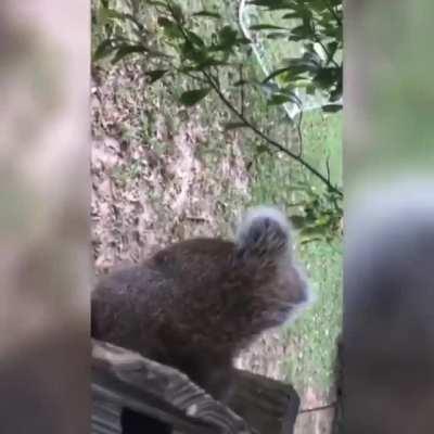 A squirrel managed to get caught on a fence by his nutsack.