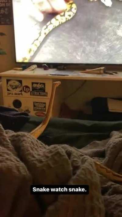 The only one I have that watches tv.