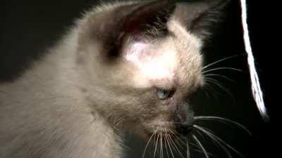 Kitten in slow motion so you can really take in all the cuteness.