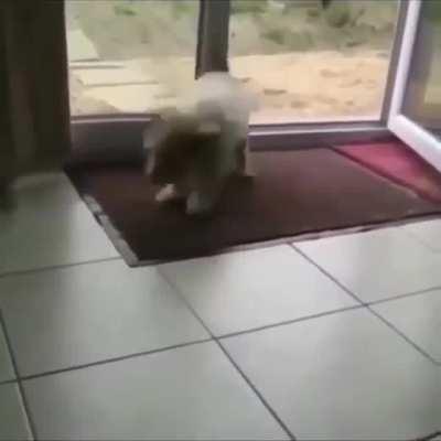 Good boy cleaning his paws before entering the house