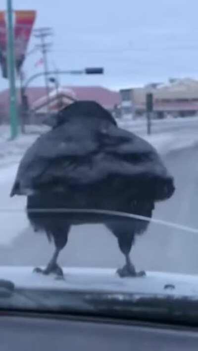 Ready, ready ... Lift-off!