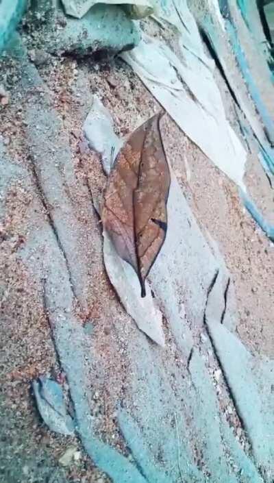 🔥 Indian leafwing butterfly