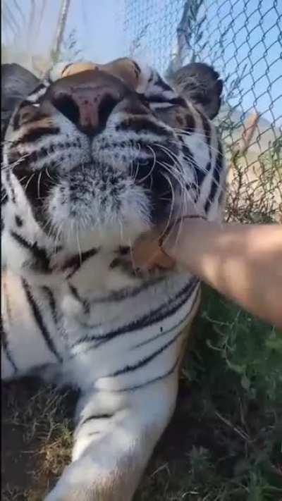 Scritch chin for activation x 10