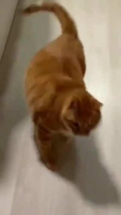 Chonky cat is chonky