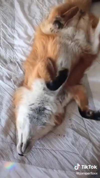 Un Zorrito Para Ustedes <3❤️