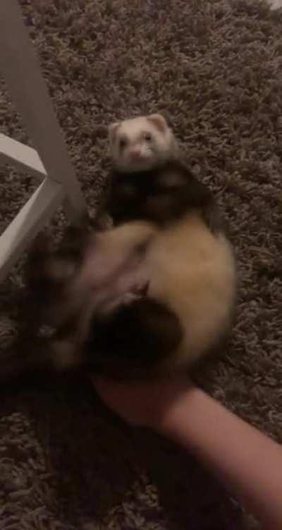 Can’t believe she’s the same ferret that used to bite my face off