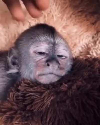 A little head massage to sleep, please