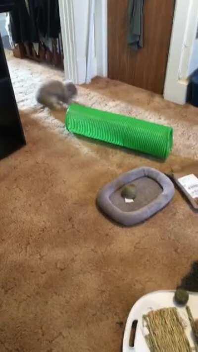 It was packaged day. “LOOK AT ALL MY NEW BOXES”⚡️