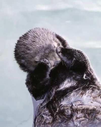 Sea otters will often cover their eyes with their paws to help them sleep during the day.