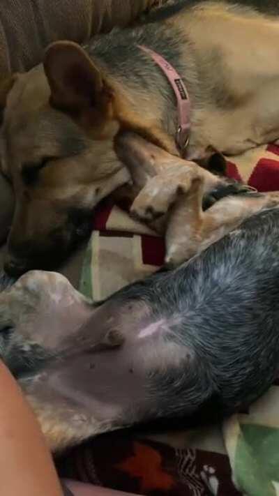 Chomp chomp chomp 🐊🦖