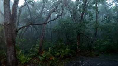 Cats and Dogs in South Florida