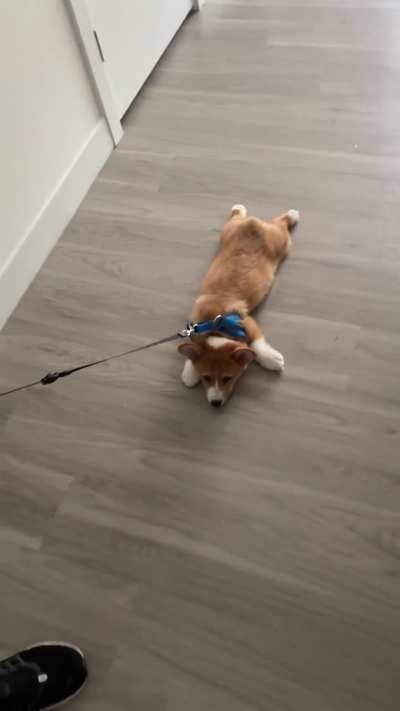 Looking back, Cheddar has always been a little stubborn 