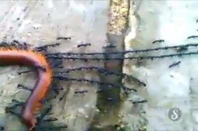 🔥 Ants have captured the worm
