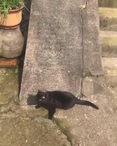 This cat is having fun.
