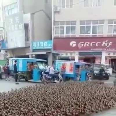 An army bred for a single purpose..