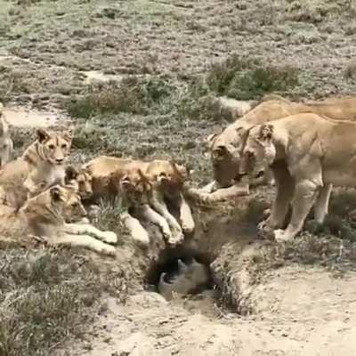 Warthog Hunt Pending...