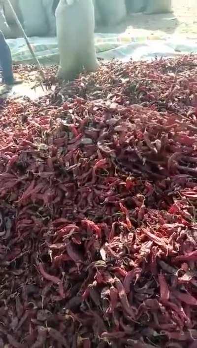 clean the chili peppers