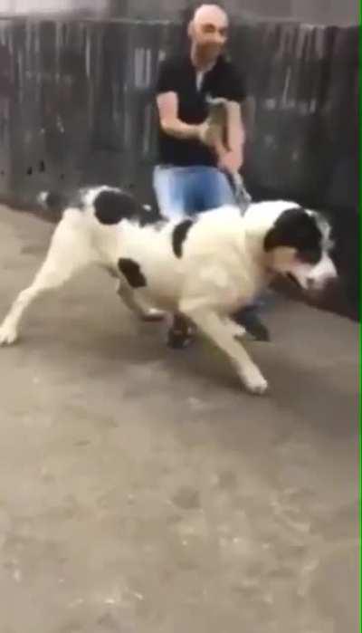 “He just wants to say hi bro! Let him sniff your palm!”